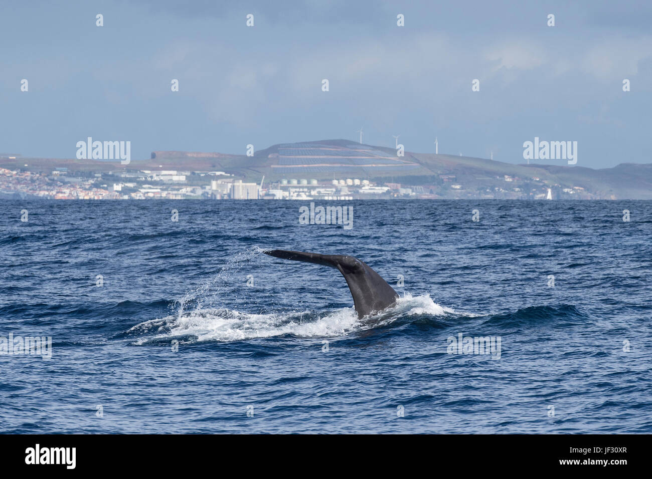 Female Sperm Whale, Physeter macrocephalus, or cachalot, fluking in front of Funchal, Madeira, North Atlantic Ocean Stock Photo