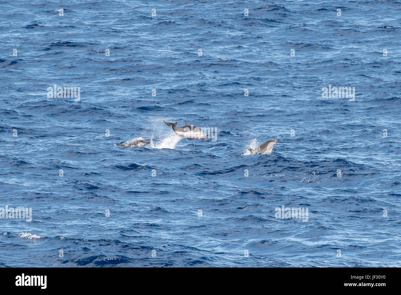 Striped Dolphin, Stenella coeruleoalba group, moving at speed, 85 miles southwest of El Hierro, Canary Islands, North Atlantic Ocean Stock Photo
