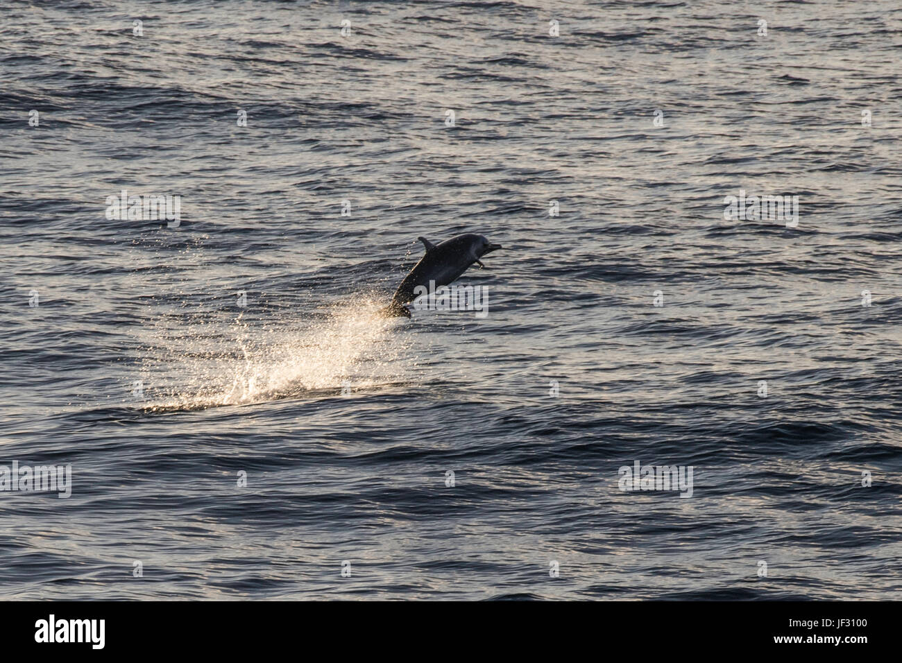 Pantropical spotted dolphin, Stenella attenuata, porpoising at sunrise, off Mindelo, Cape Verde Stock Photo