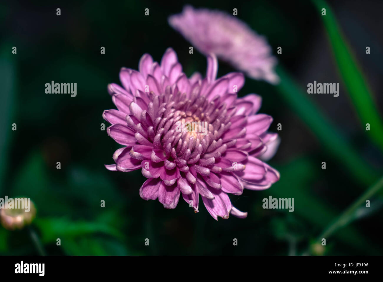Small white chrysanthemum flower hi-res stock photography and images ...