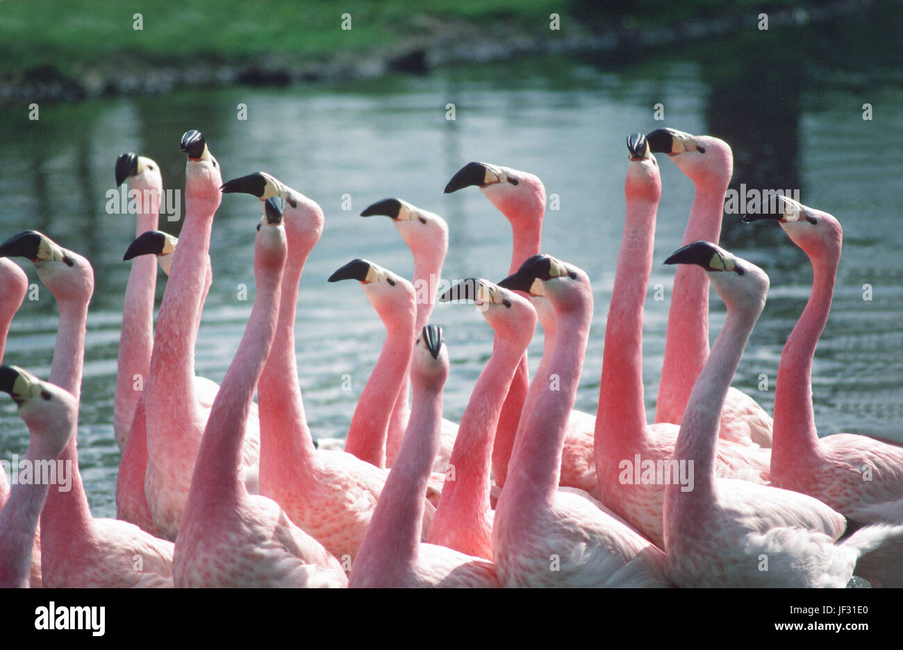 Andean Flamingos Phoenicoparrus andinus. Section of a flock in head flagging and parading display. WWT slim bridge. Gloucestershire. England. UK. Stock Photo