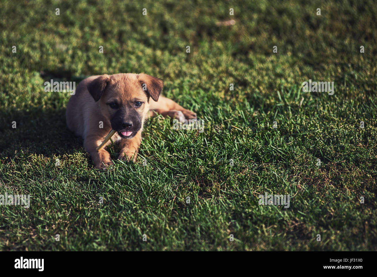Cute playing puppy dog on a green grass Stock Photo - Alamy