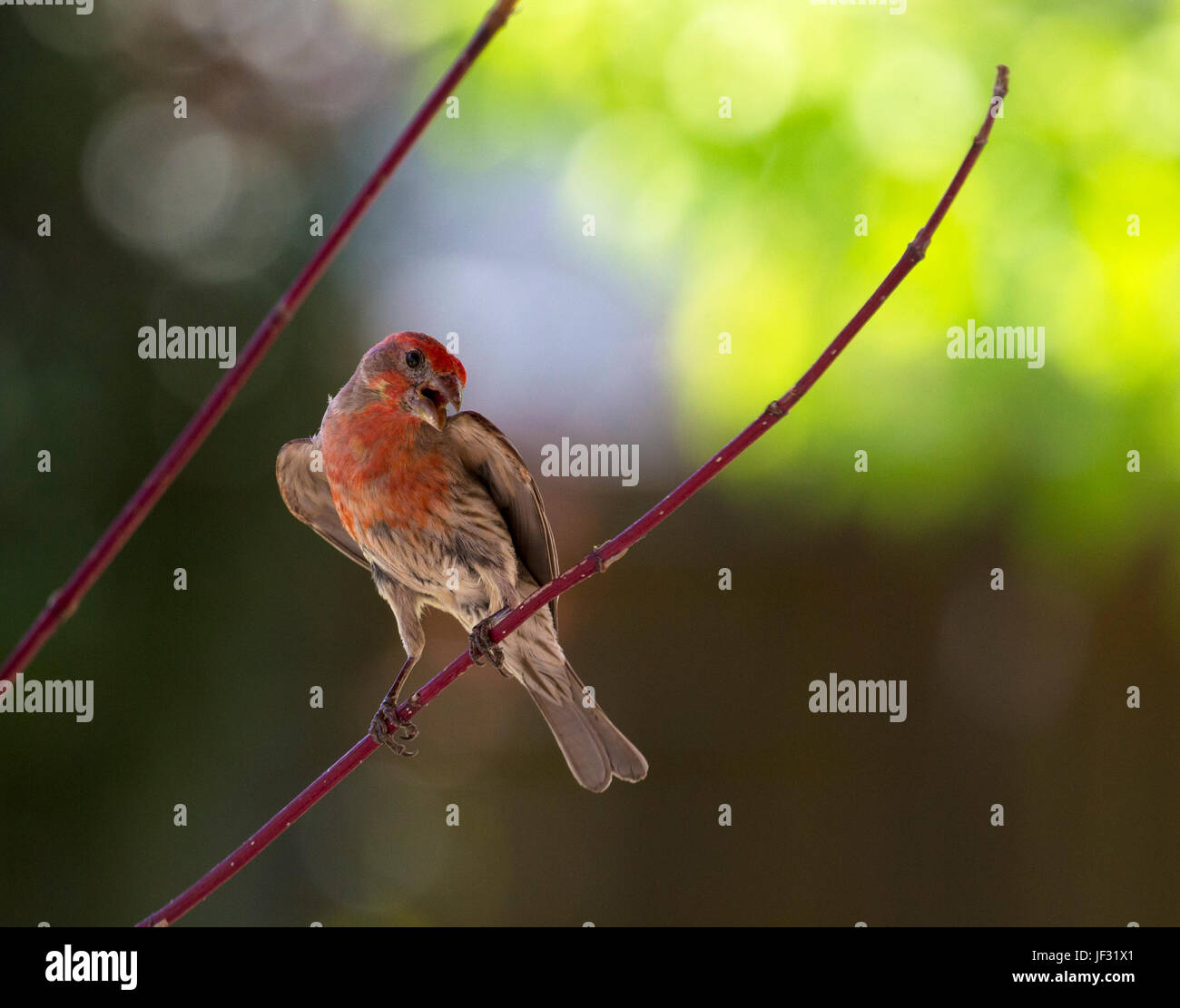 House finch, bird perching in spring Stock Photo - Alamy
