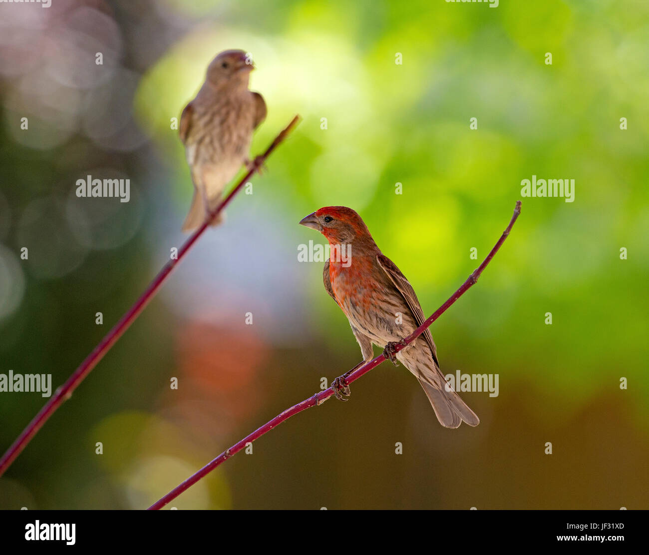 House finch, bird perching in spring Stock Photo - Alamy