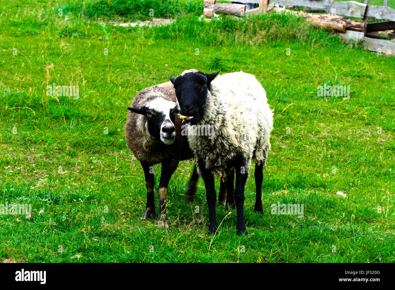 A herd of sheep grazing on a beautiful meadow for grazing Stock Photo ...