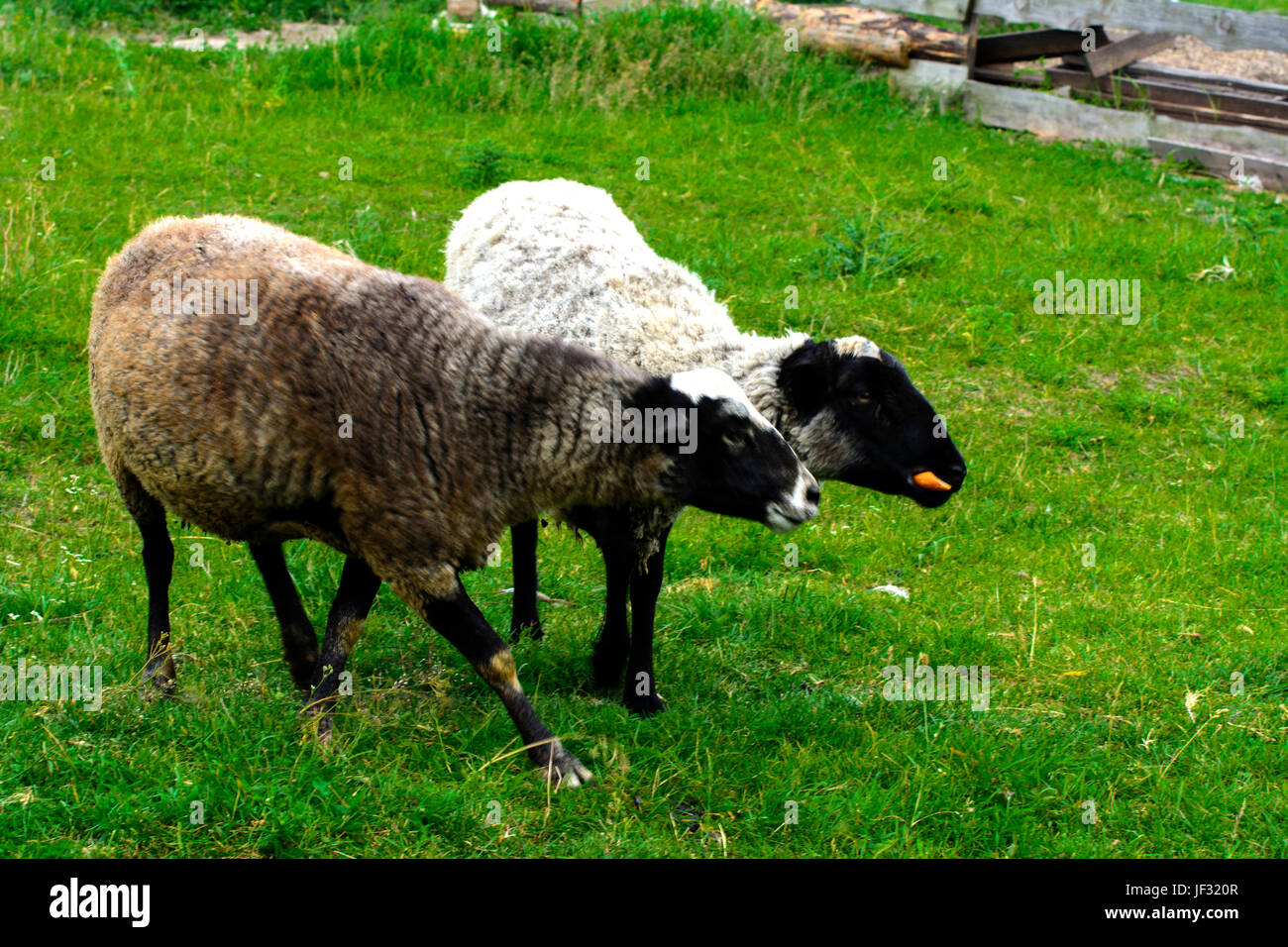 A herd of sheep grazing on a beautiful meadow for grazing Stock Photo ...