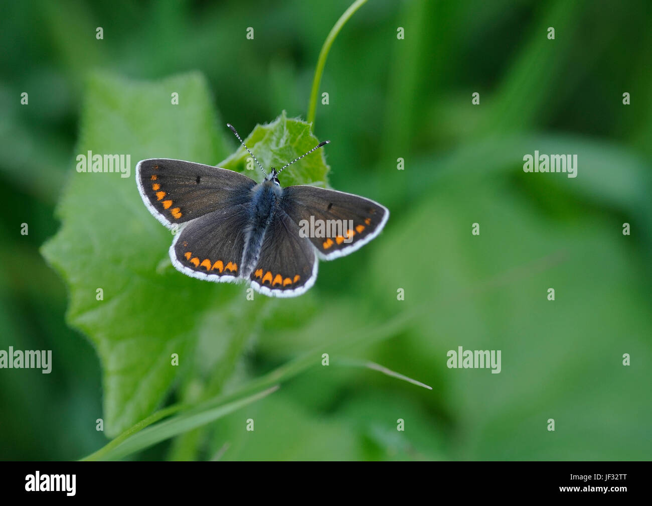 A brown argus utterfly ( Aricia agestis ) at rest on vegetation Stock Photo