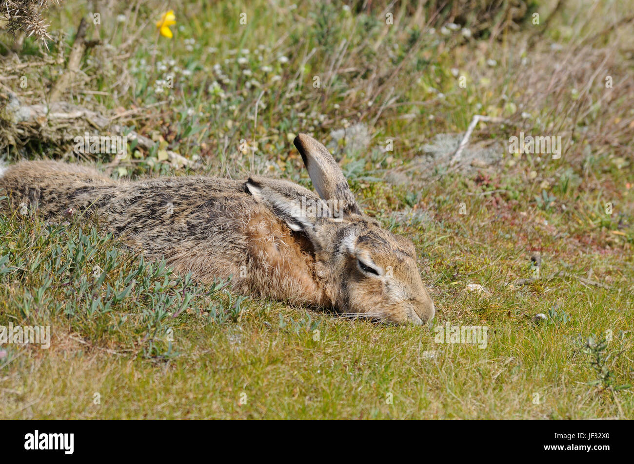 A brown hare ( Lepus capensis ) seeks shelter under a gorse bush Stock Photo