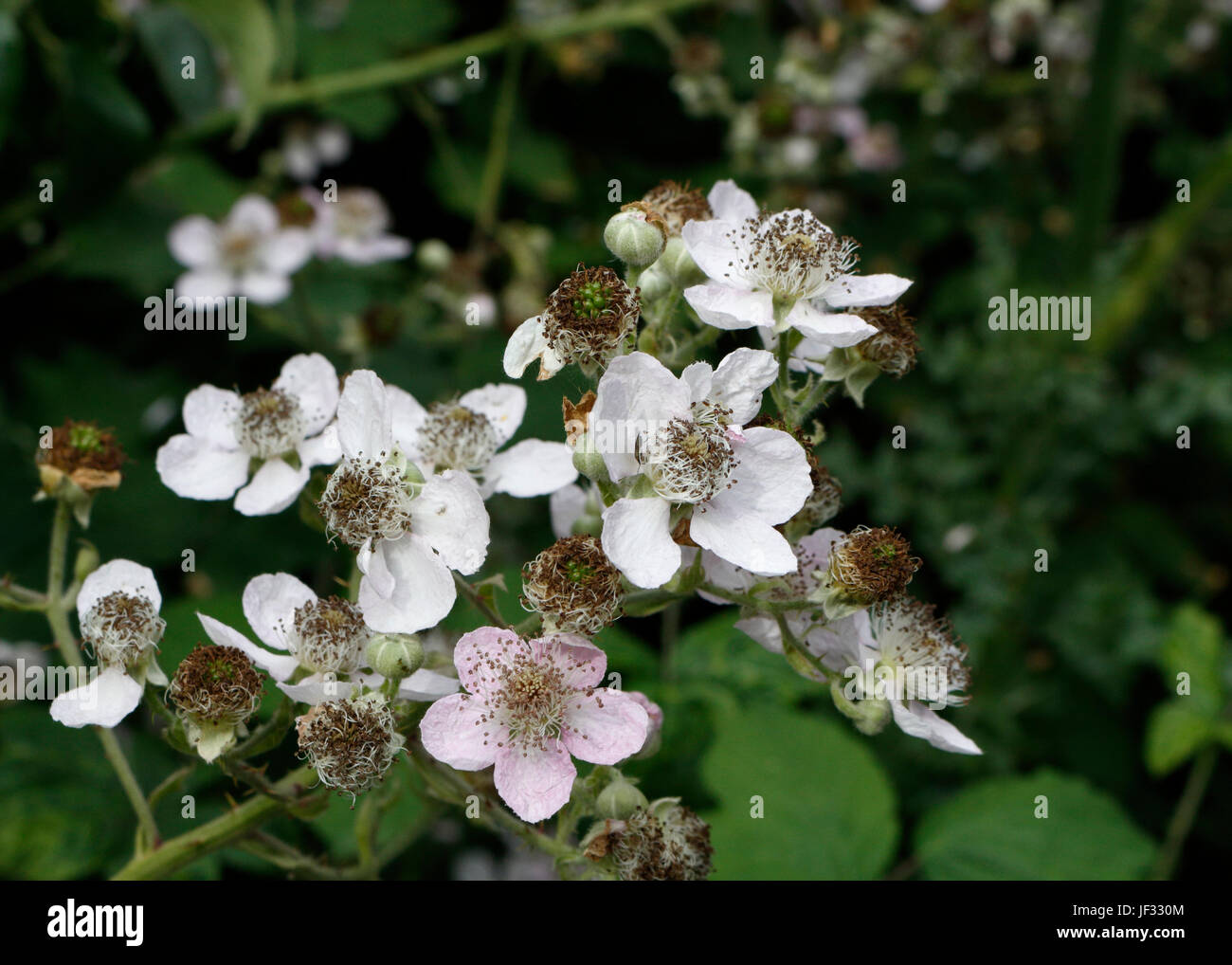 blackberry bush flowers