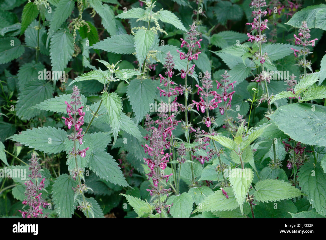 Hedge Woundwort in flower, Stachys sylvatica Stock Photo