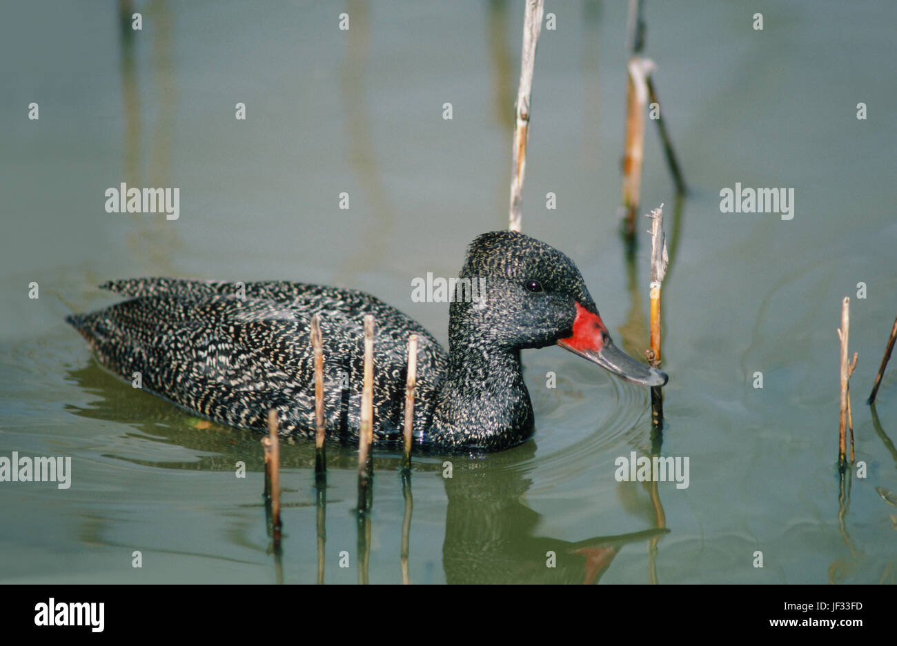 Freckled Duck Stictonetta naevosa. Male or drake with rich red base to bill, in breeding condition. Endemic Australia. Stock Photo