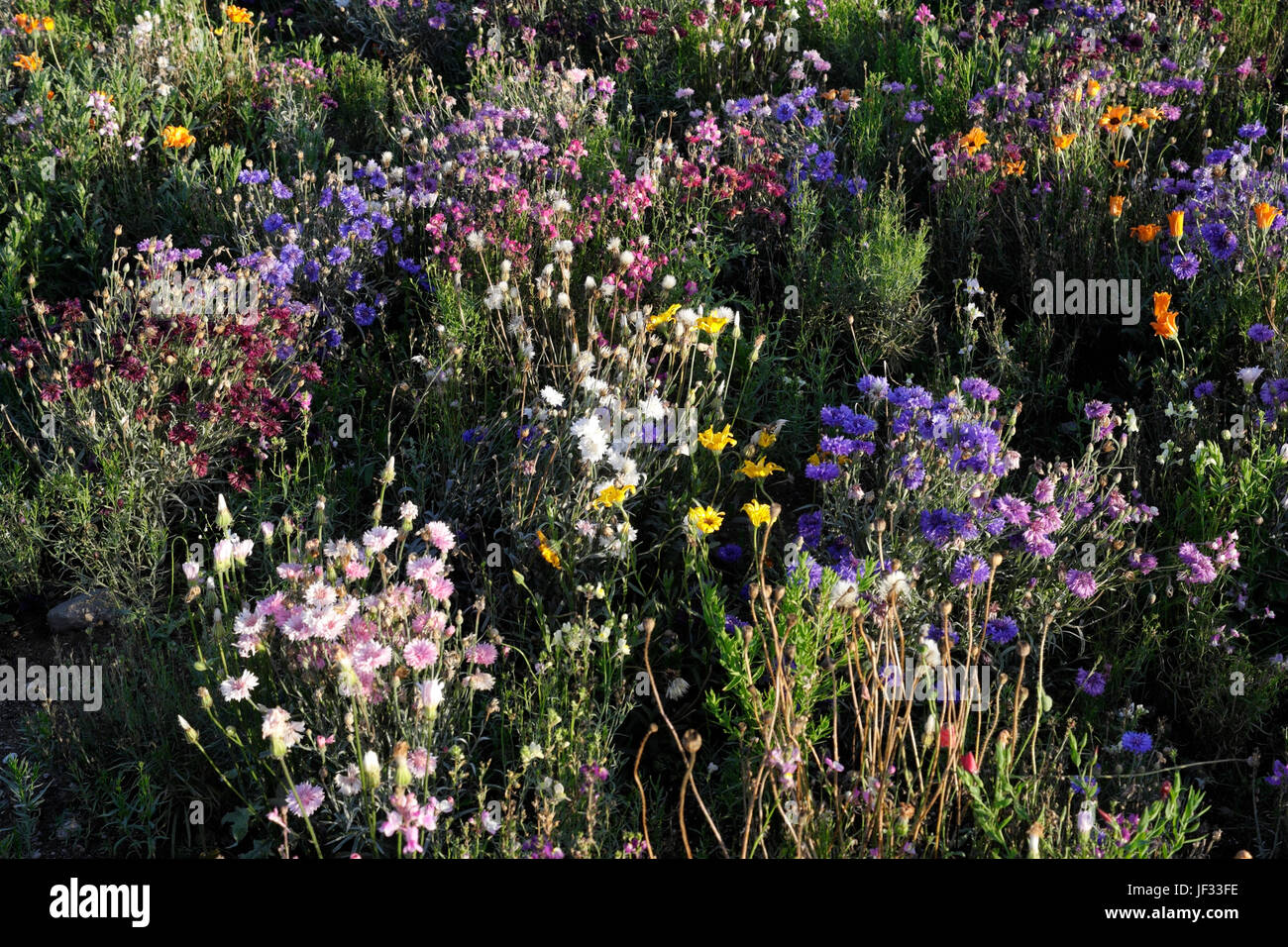Wild Flowers in bloom, Cardiff barrage UK Stock Photo Alamy