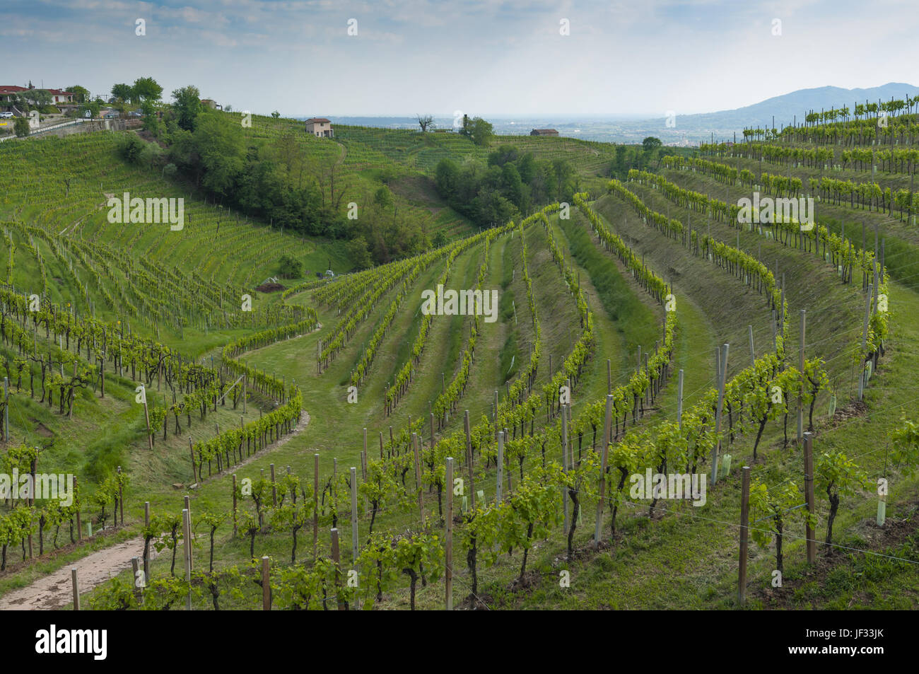 Beautiful prosecco vineyards at spring, on the Valdobbiadene's hills, Treviso, Italy. Taken on April 30, 2017. Stock Photo