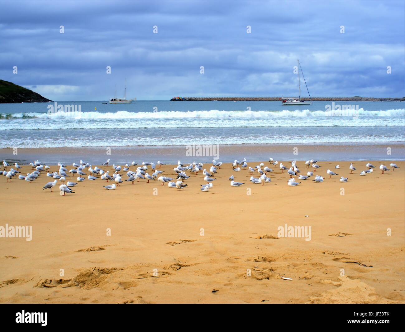 View of seagulls, island and breakwater from a beach in Coffs Harbour, Australia Stock Photo