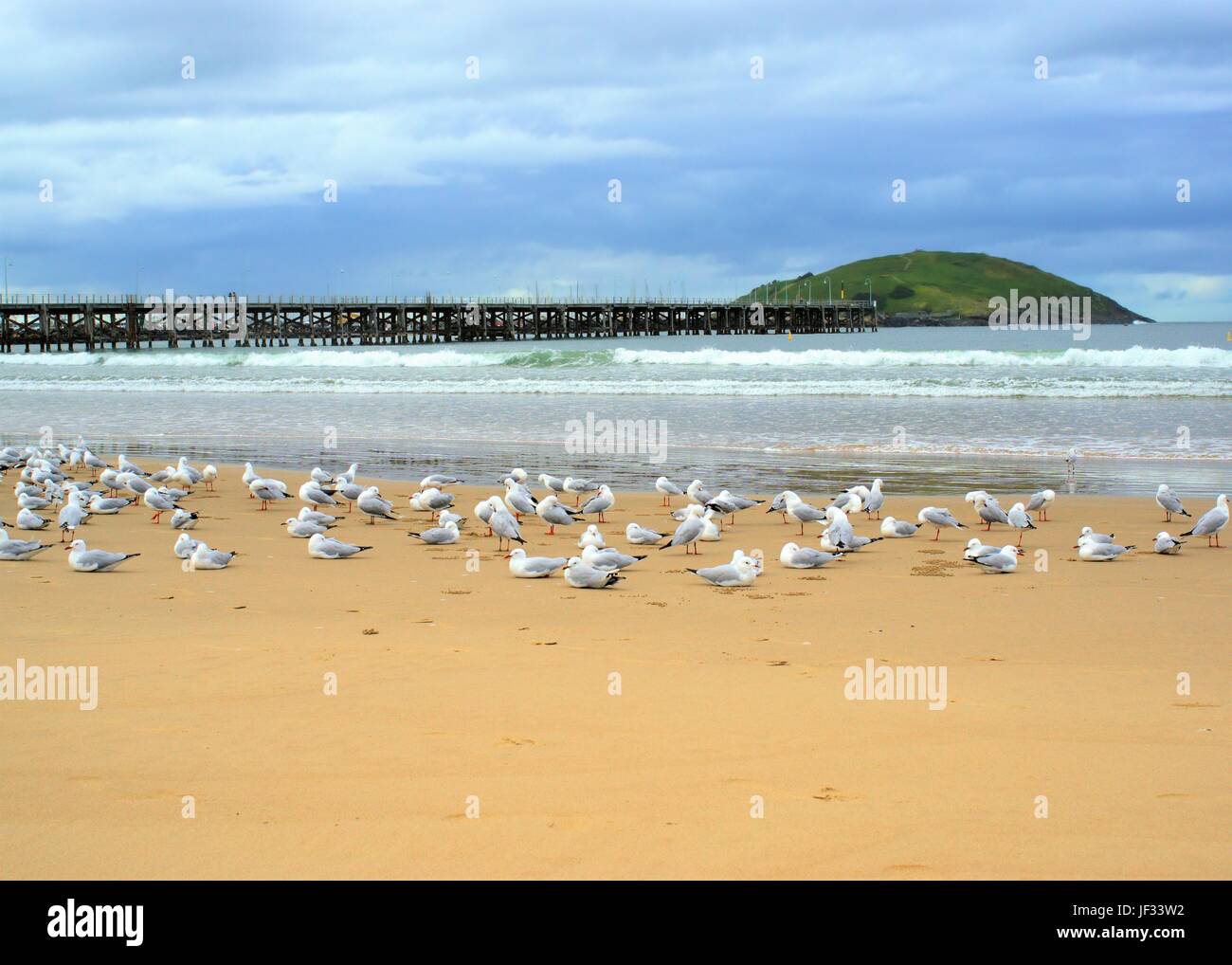 View of seagulls, island and breakwater from beach in Australia, Coffs Harbour, Muttonbird Island, Australian landscape. Stock Photo