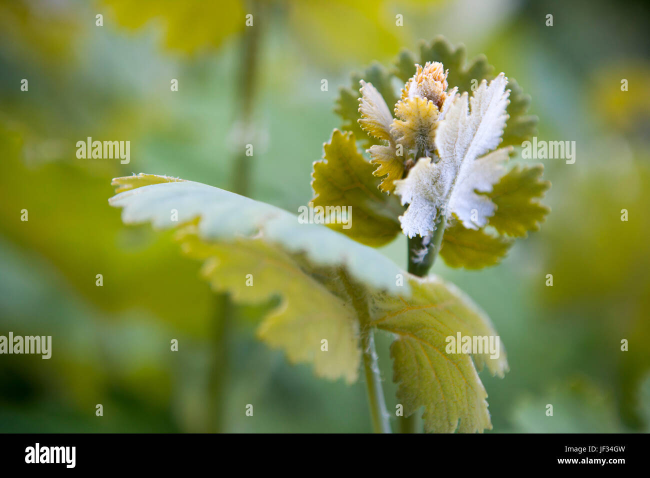 the Emerging flower Macleaya cordata (Plume Poppy) Stock Photo