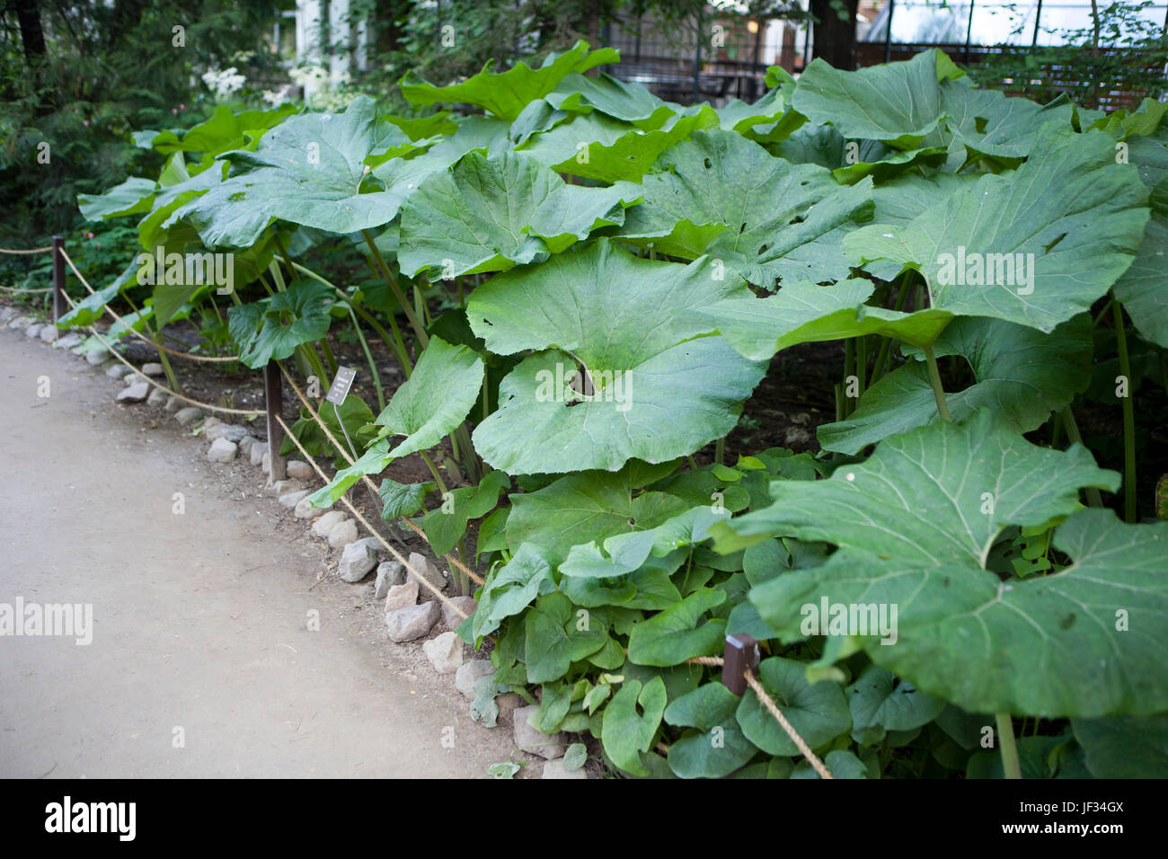 Butterbur, a medicinal plant gowing wild in Ireland Stock Photo