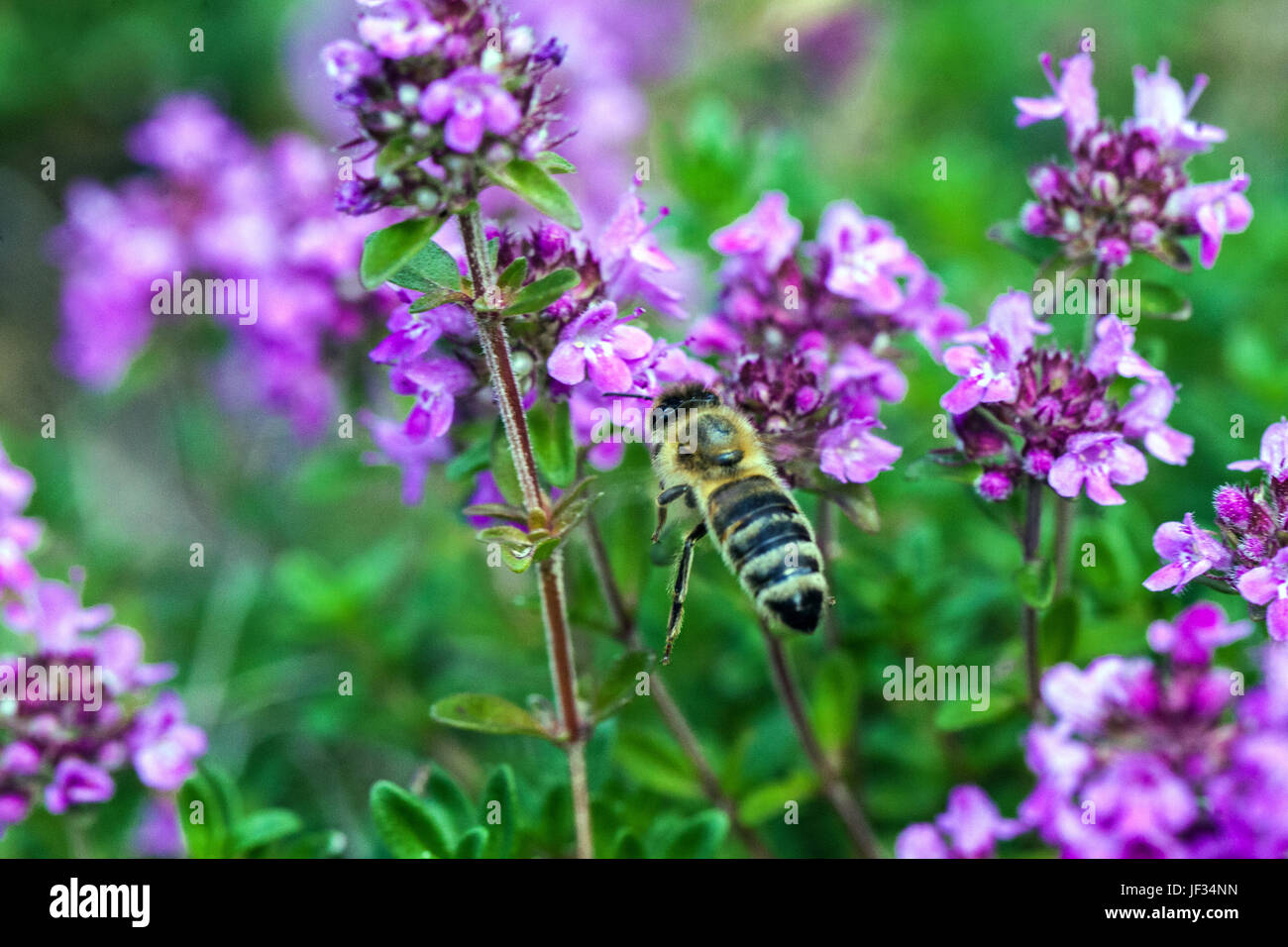 Bee on Thymus pulegioides 'Kurt', Broad-leaved thyme, Lemon thyme, pollination Stock Photo