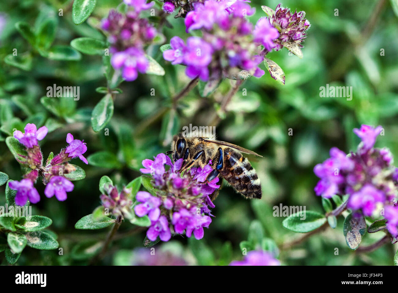 Bee on Thymus pulegioides 'Kurt', Broad-leaved thyme, Lemon thyme, pollination Stock Photo