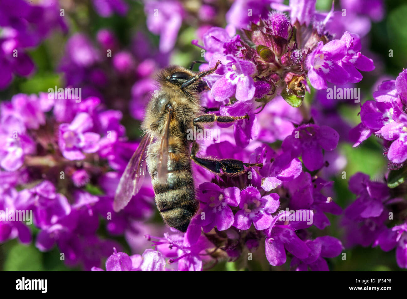 Bee on Thymus pulegioides 'Kurt', Broadleaved thyme, Lemon thyme