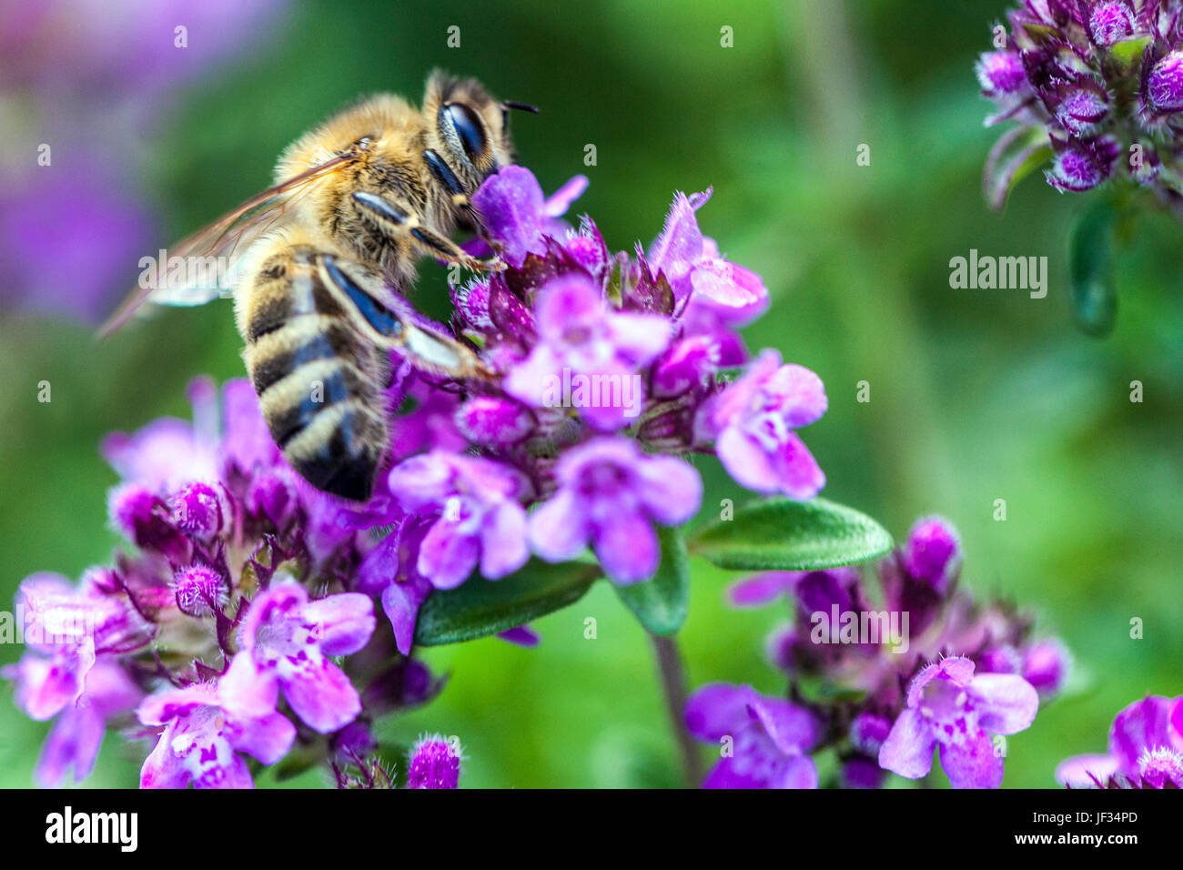 Bee on Thymus pulegioides 'Kurt', Broadleaved thyme, Lemon thyme Stock