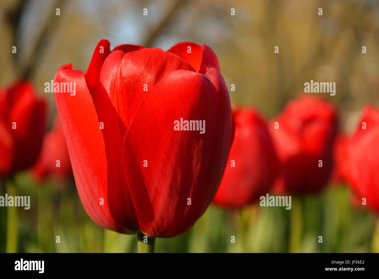 Red tulip in a tulip garden Stock Photo