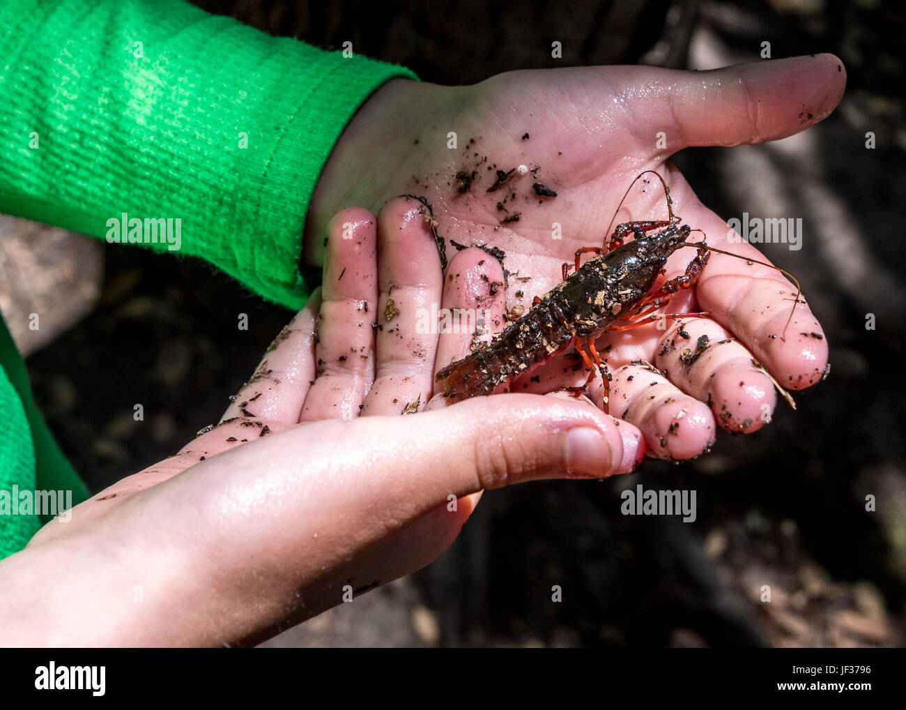 A crawdad or crayfish with small pincers rests on a small child's hands.  Caught in a pond having fun in nature on a summer afternoon. Stock Photo