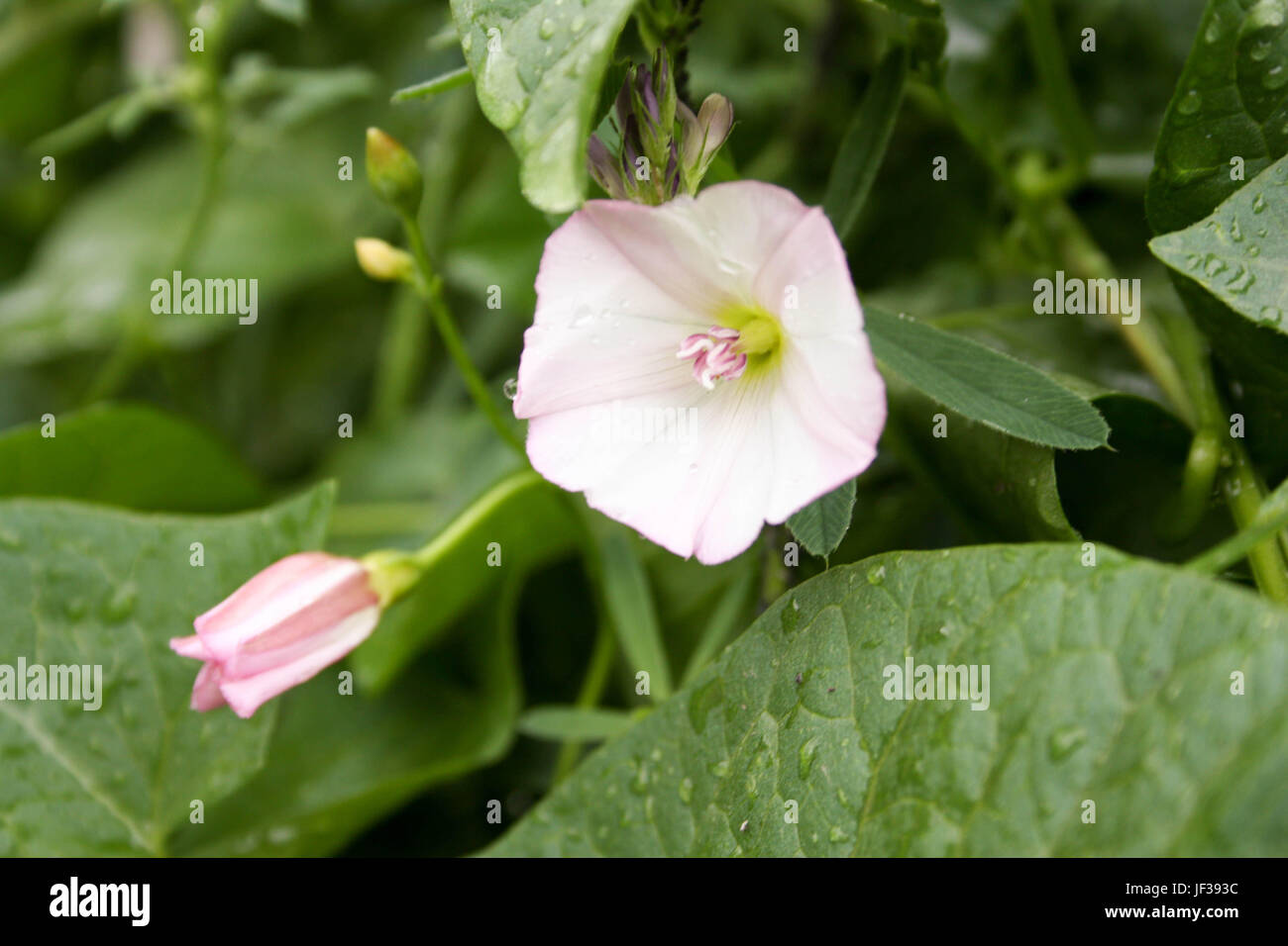 Flowers. Open and closed bud. Photo for your design Stock Photo Alamy
