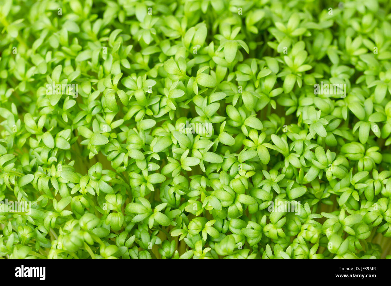 Garden cress, fresh sprouts and young leaves. Edible herb, microgreen. Also mustard and cress, garden pepper cress, pepperwort or pepper grass. Stock Photo