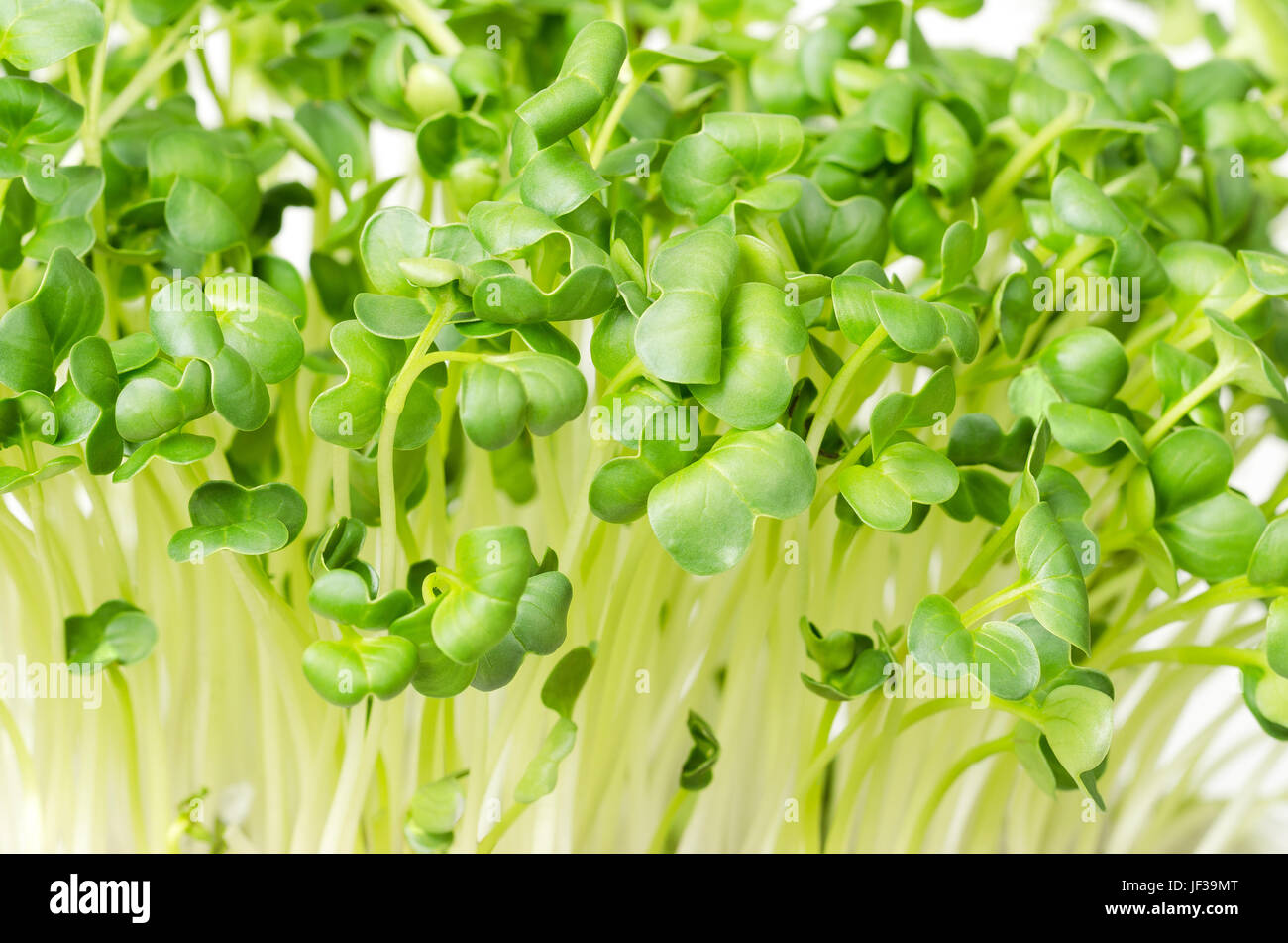 Daikon radish, fresh sprouts and young leaves. An edible herb and microgreen. Also called winter, Japanese and oriental radish or true daikon. Stock Photo