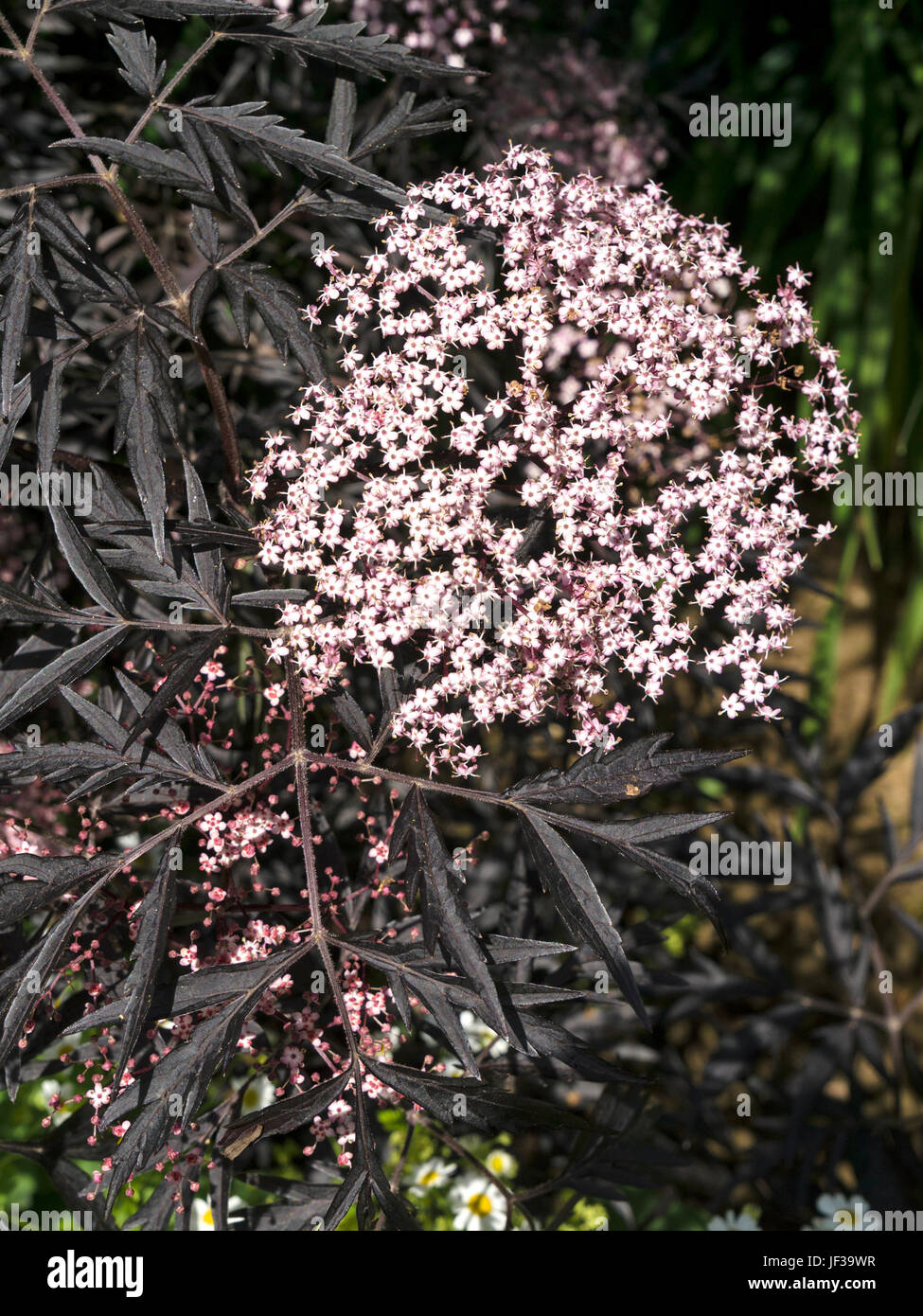 Sambucus nigra f. porphyrophylla 'Eva' Black Lace flowers growing in UK garden Stock Photo