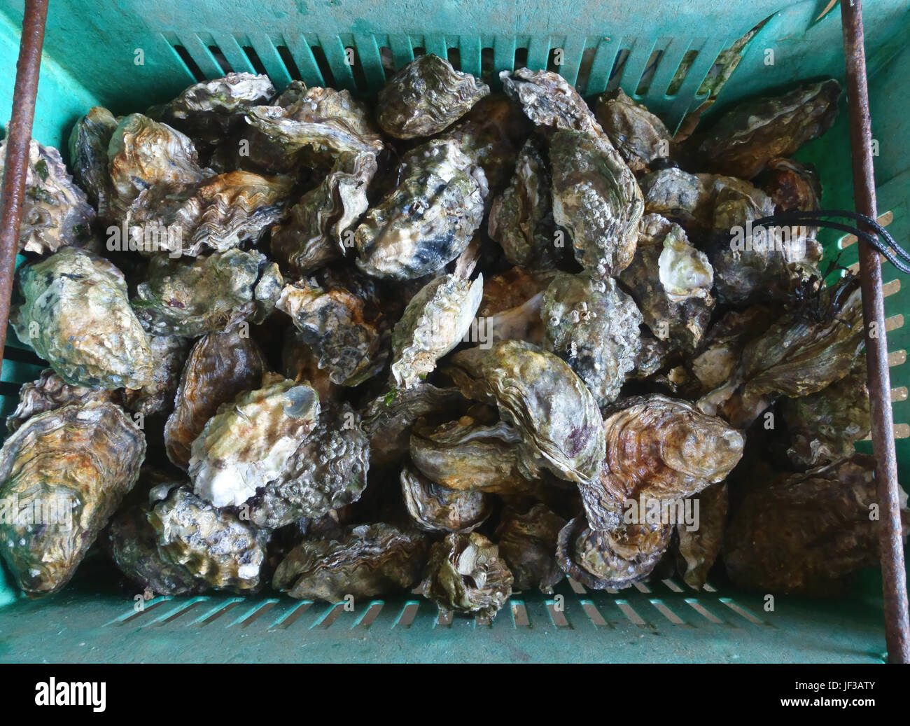 West Mersea oysters Stock Photo