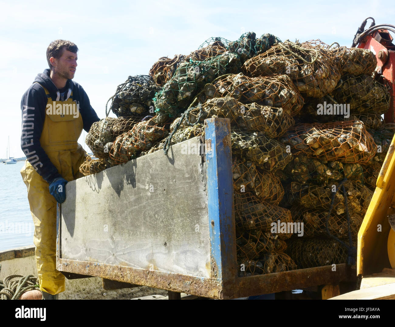 Sacks of oysters hi-res stock photography and images - Alamy