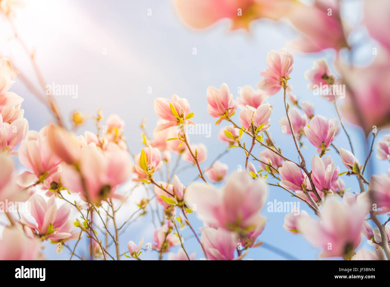 Amazing spring flowers background Bright and soft spring summer Amazing spring flowers background Bright and soft spring summer