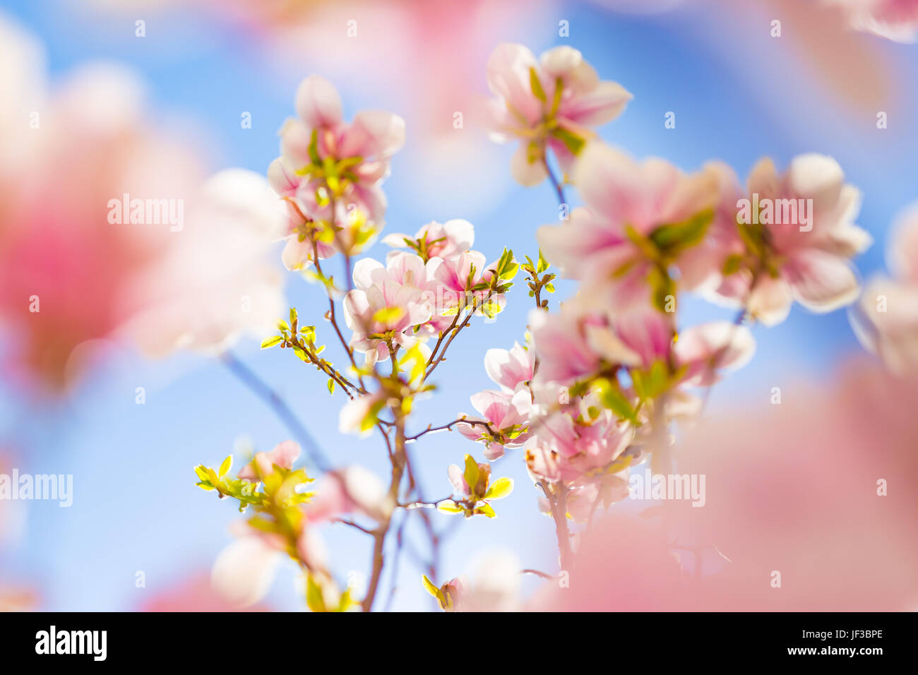 Amazing spring flowers background. Bright and soft spring summer background with flowers and blue sky. Abstract floral concept for springtime Stock Photo