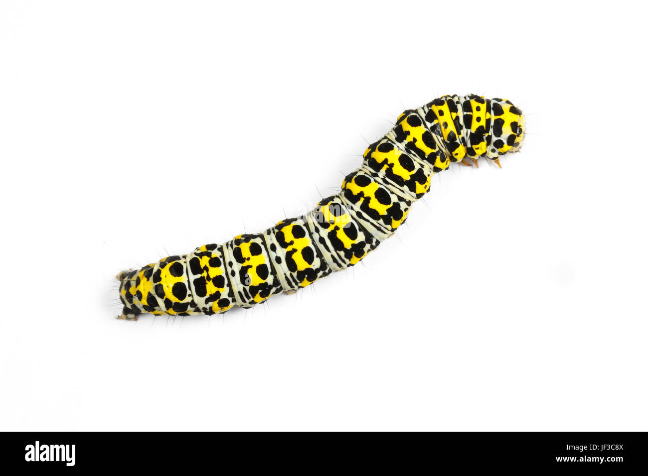 Mullein Moth caterpillar, Shargacucullia verbasci, (syn Cucullia verbasci) found on Figwort. Gower Peninsula, Glamorgan, Wales. Stock Photo