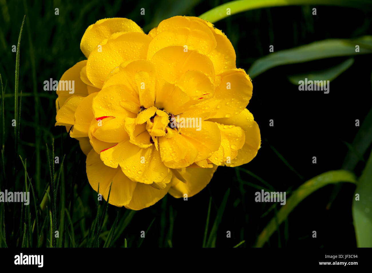 Yellow Tulip flower in the garden in summer Stock Photo - Alamy