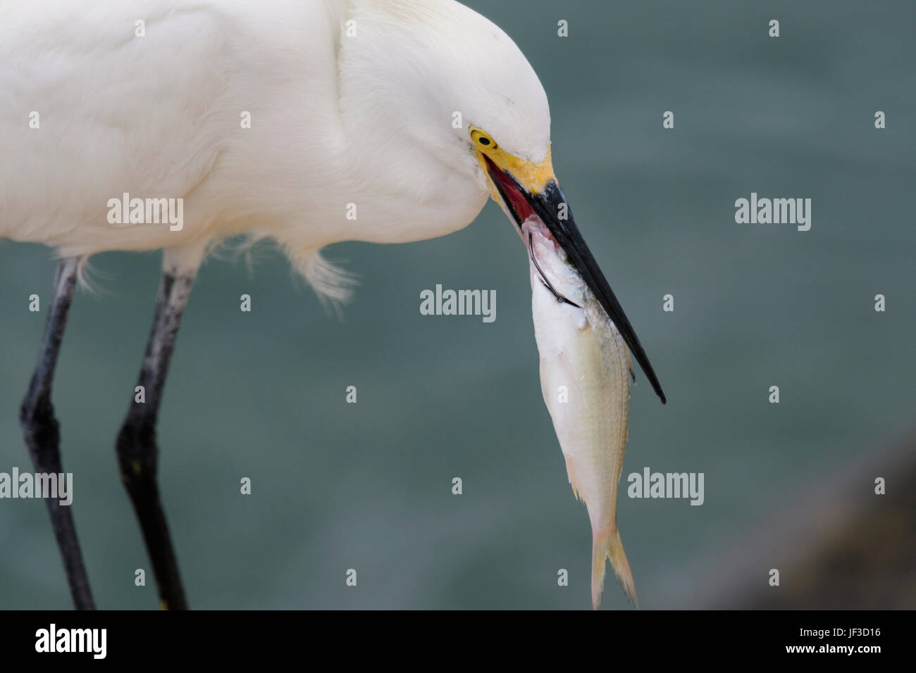 Snowy Egret eating a fish that has a fishing hook through it's mouth Stock Photo