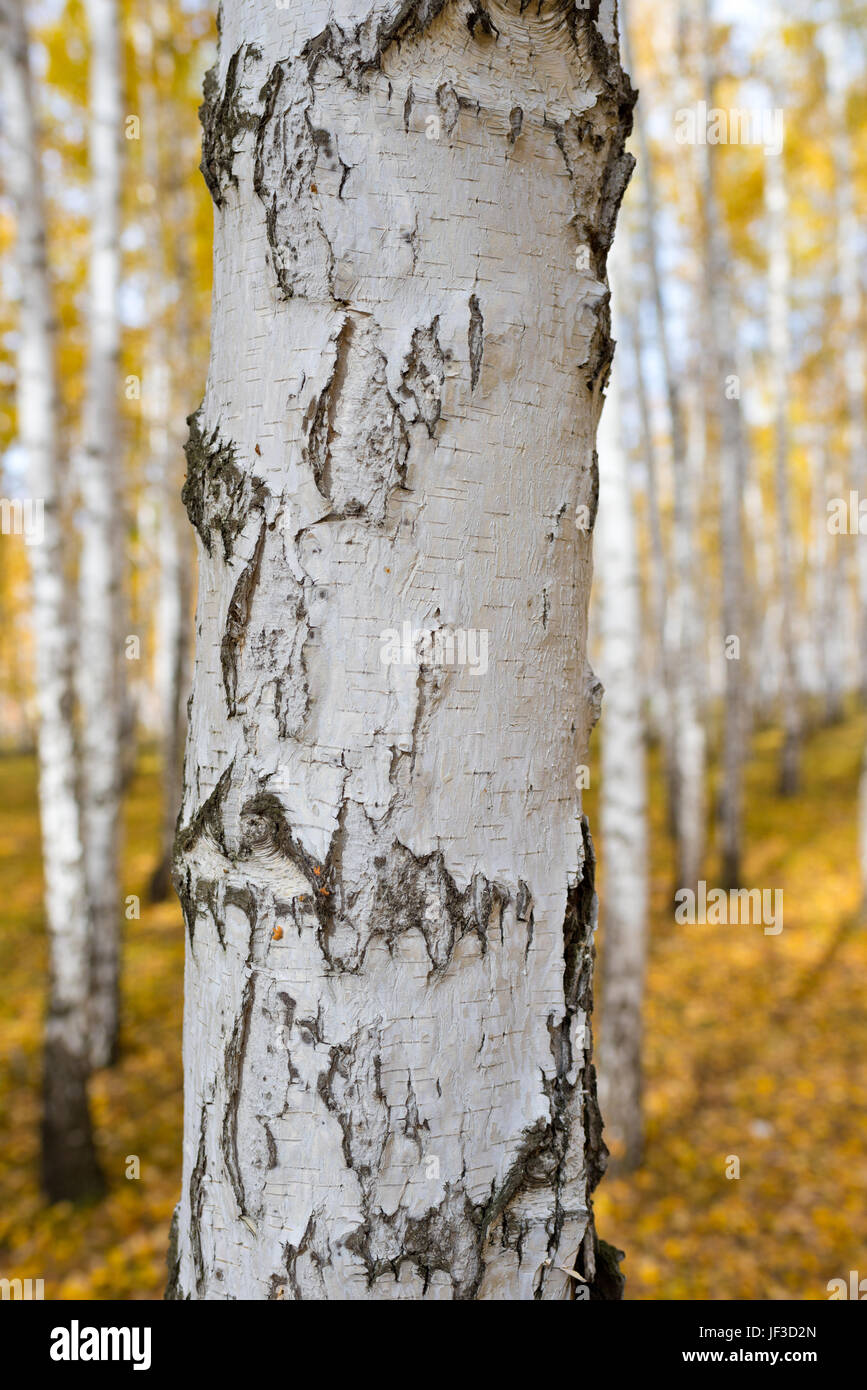 Abstract birch forest hi-res stock photography and images - Alamy