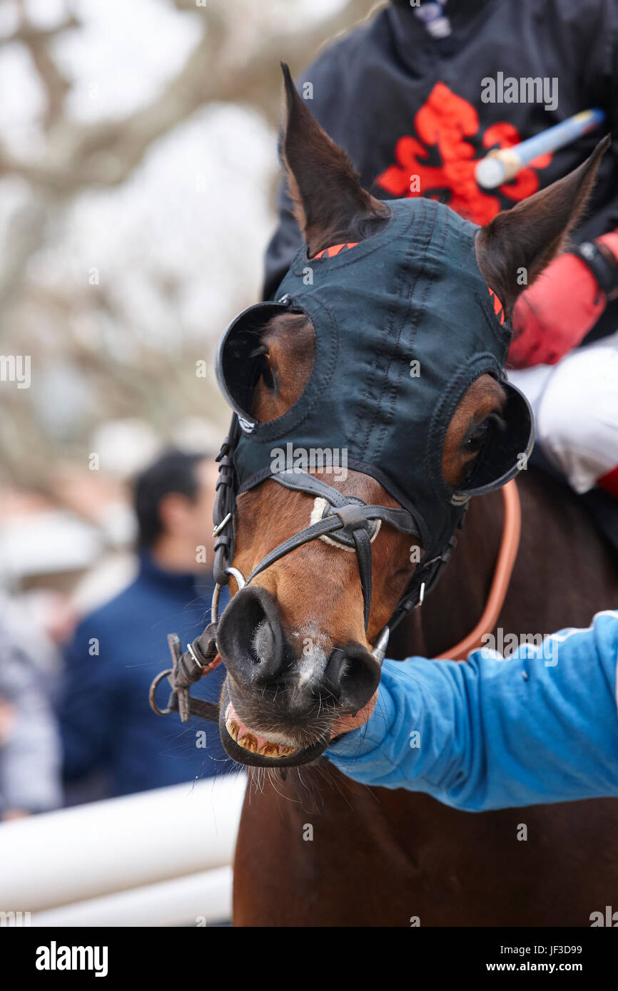 Race horse head with blinkers ready to run. Paddock area. Vertical