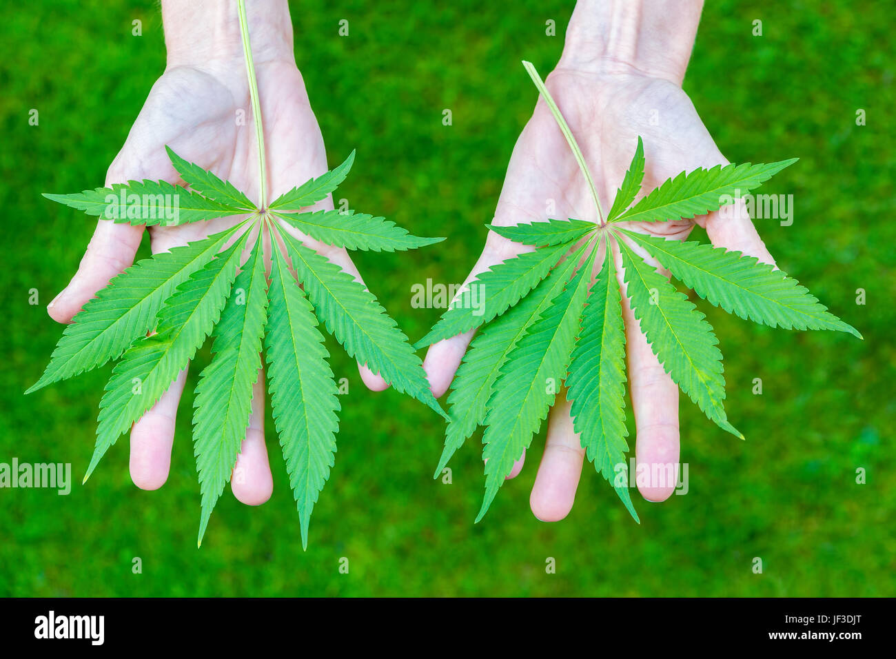 Two hands holding hemp leaves above grass Stock Photo