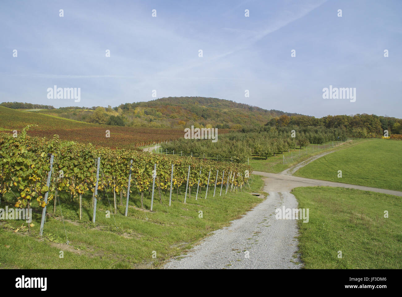 Vineyard nearby Oehringen, Baden-Wuerttemberg Stock Photo