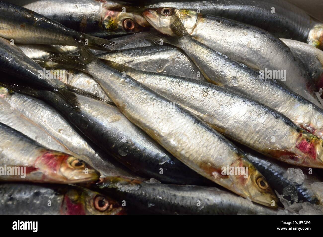 Sardines for sale Stock Photo Alamy