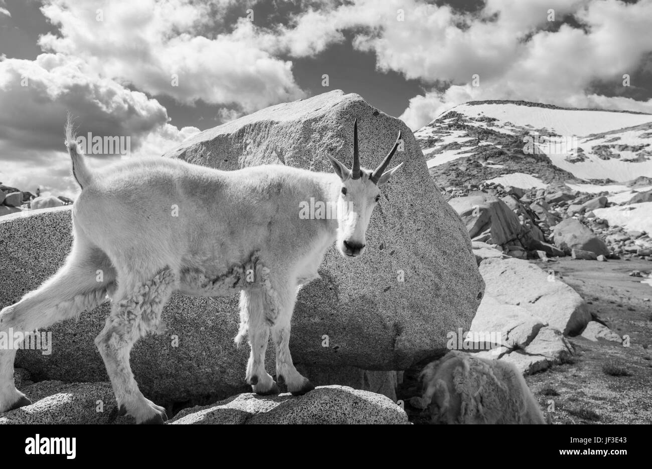 Mountain goat Stock Photo