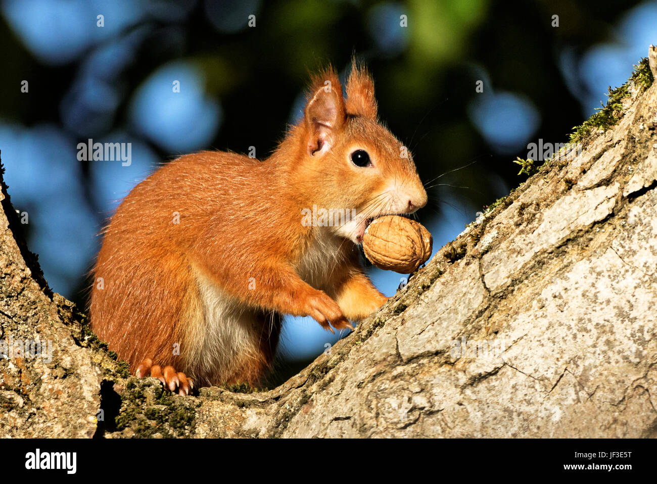 squirrel on a walnut tree Stock Photo