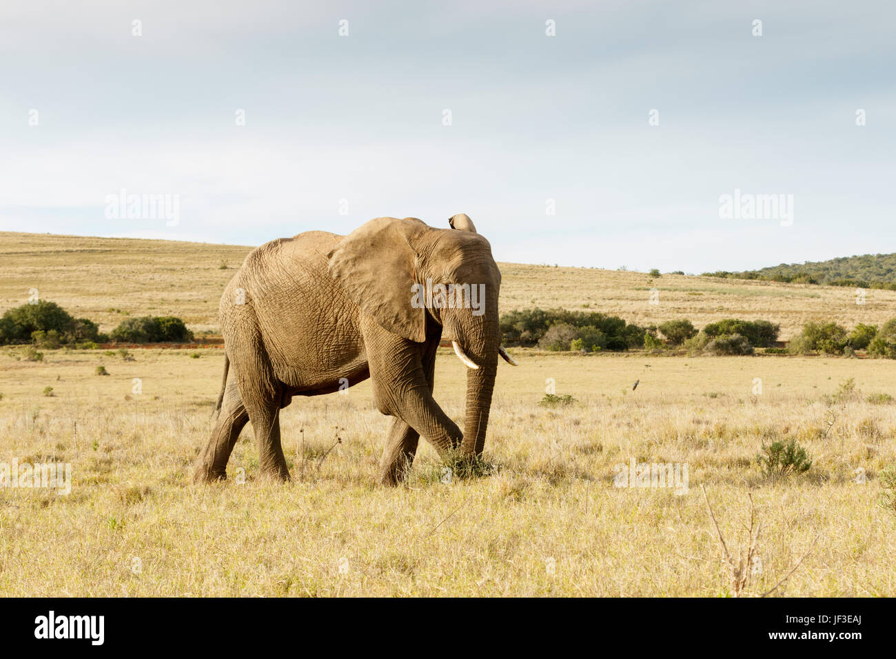 The African Bush Elephant just taking a stroll Stock Photo