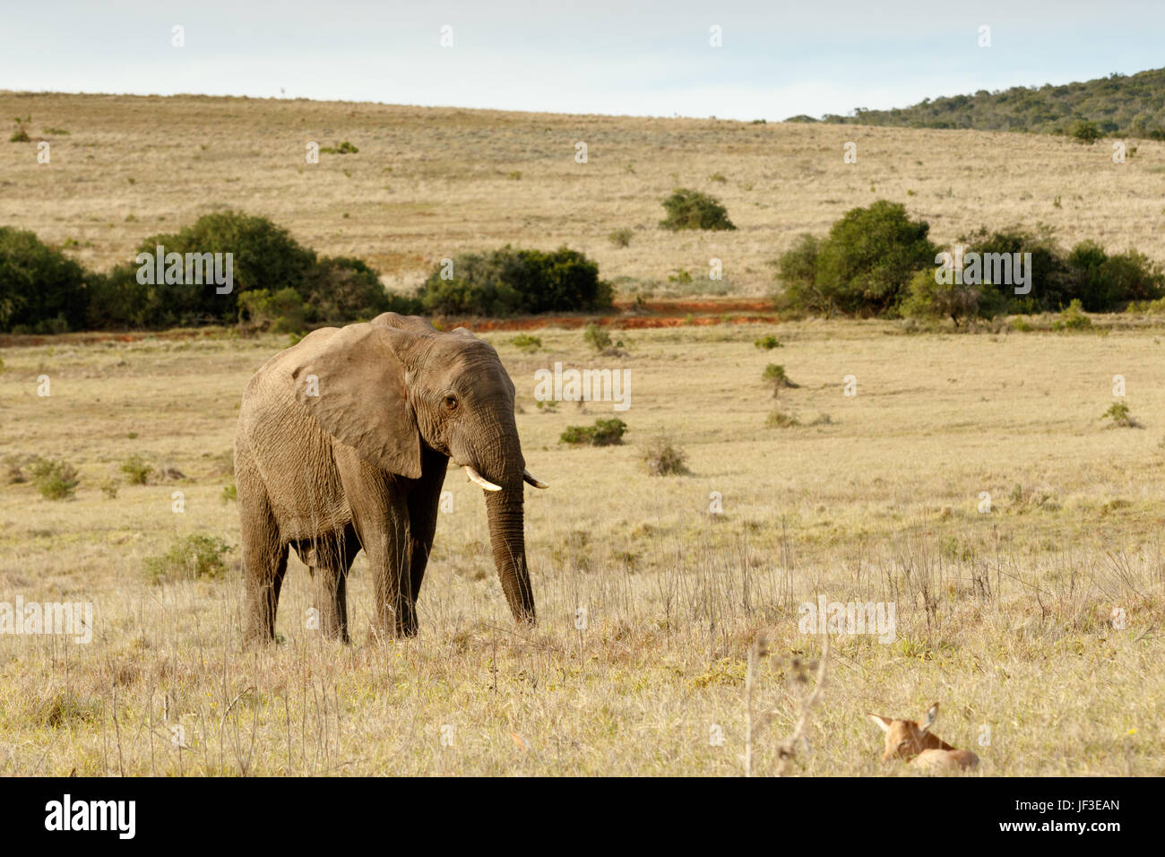 African Bush Elephant walking to baby red heart beast Stock Photo