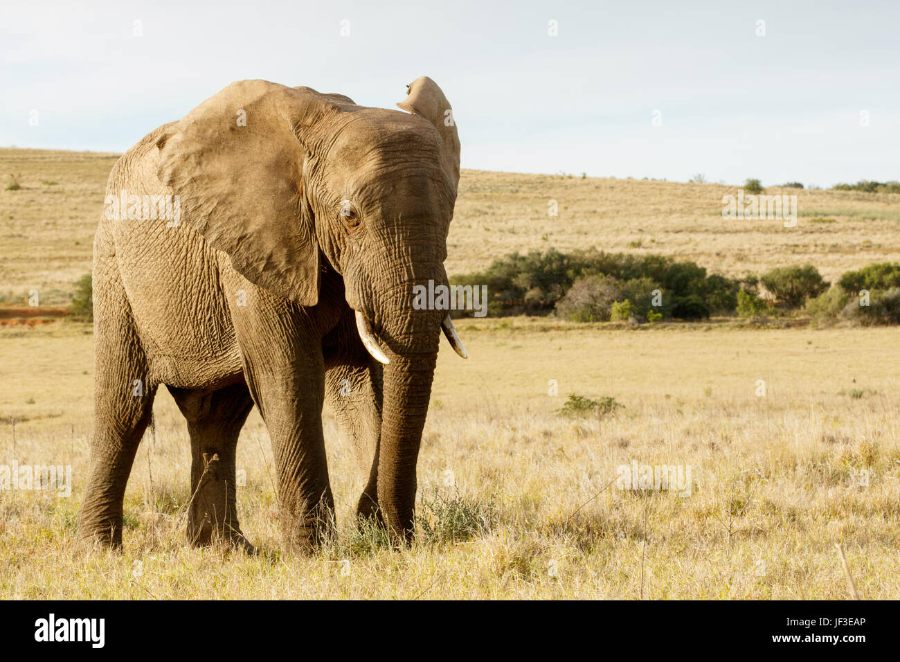 Stand and Lets take a photo of me -  The African Bush Elephant Stock Photo