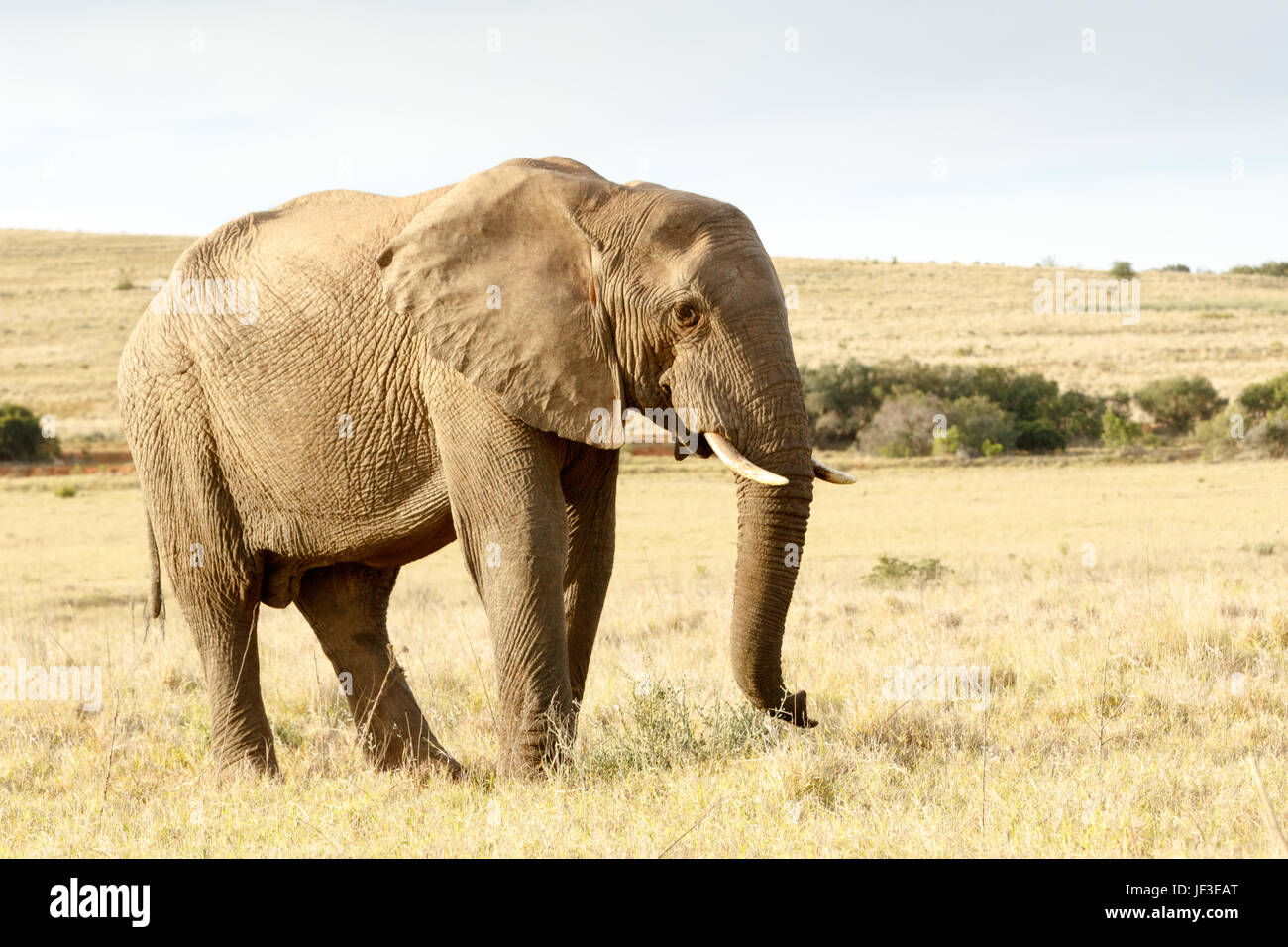 Trun up and lets walk - The African Bush Elephant Stock Photo