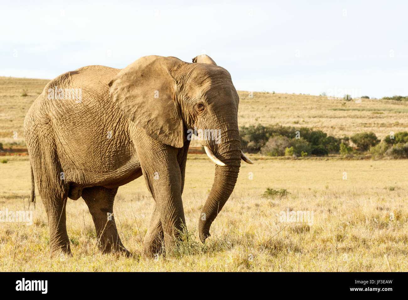 African Elephant Standing in a field of sort grass Stock Photo